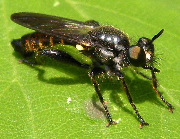 Asilidae: forse Choerades fimbriata?